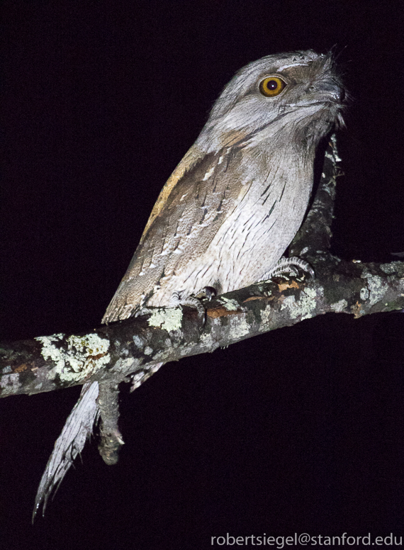 tawny frogmouth